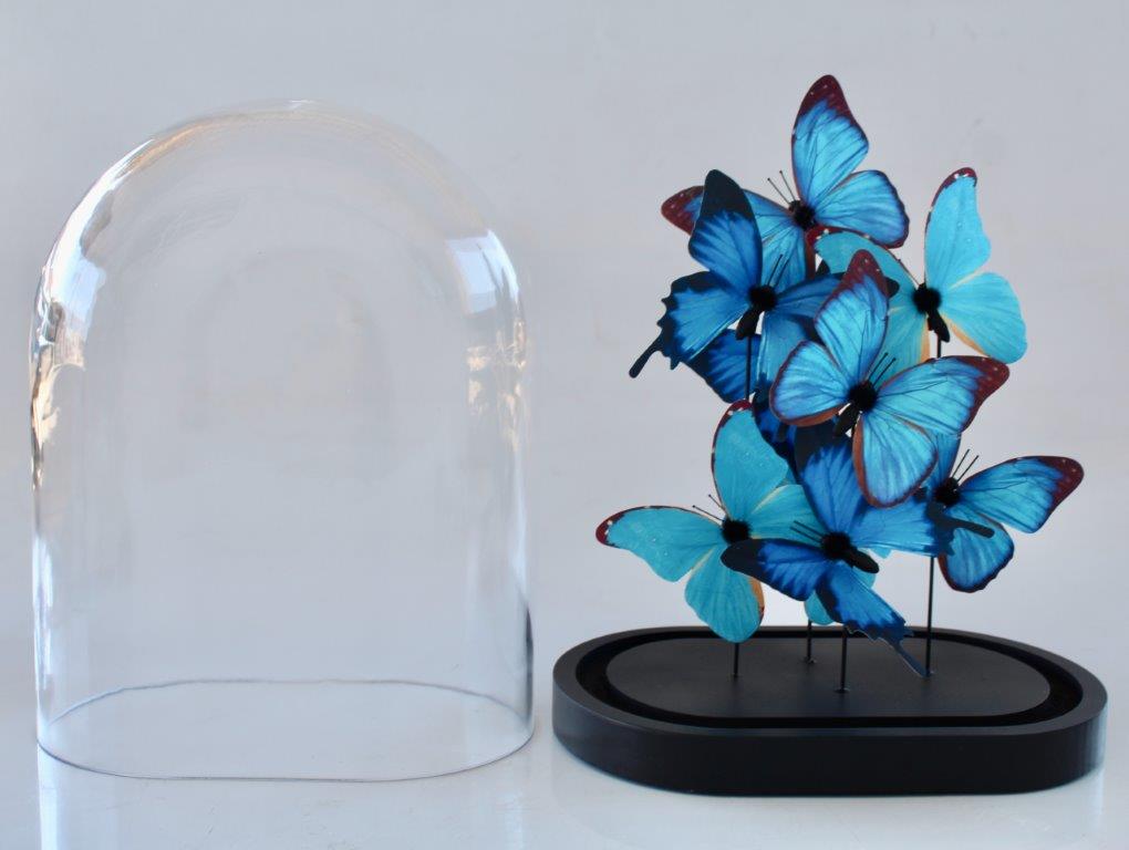 Large Glass Dome Blue Butterflies